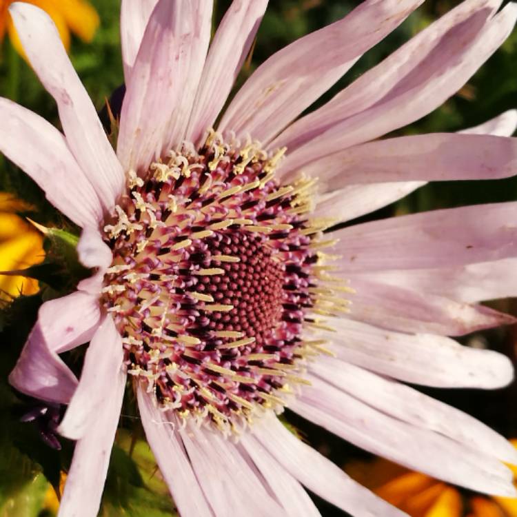 Plant image Berkheya purpurea