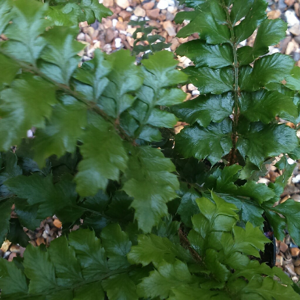 Plant image Polystichum Polyblepharum