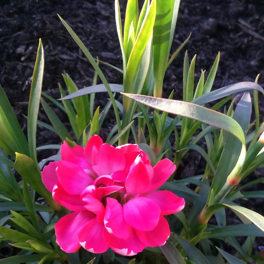 plant image 61353