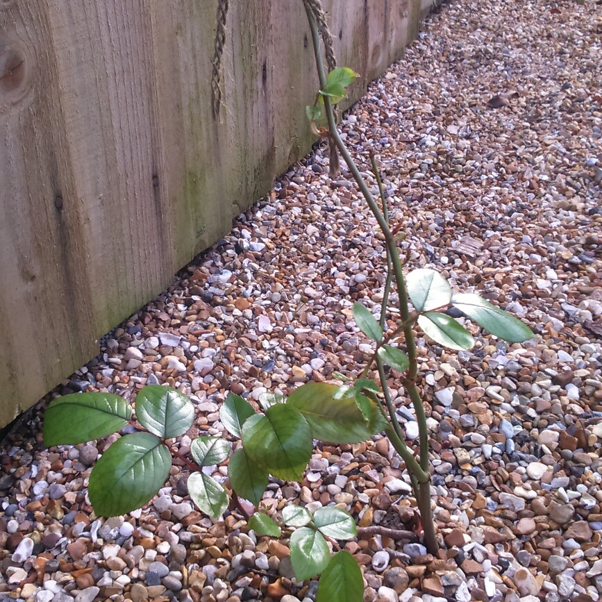 plant image 63535