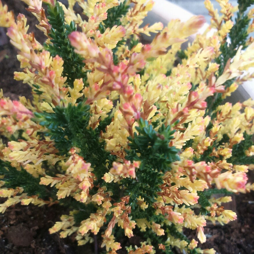 plant image 63549
