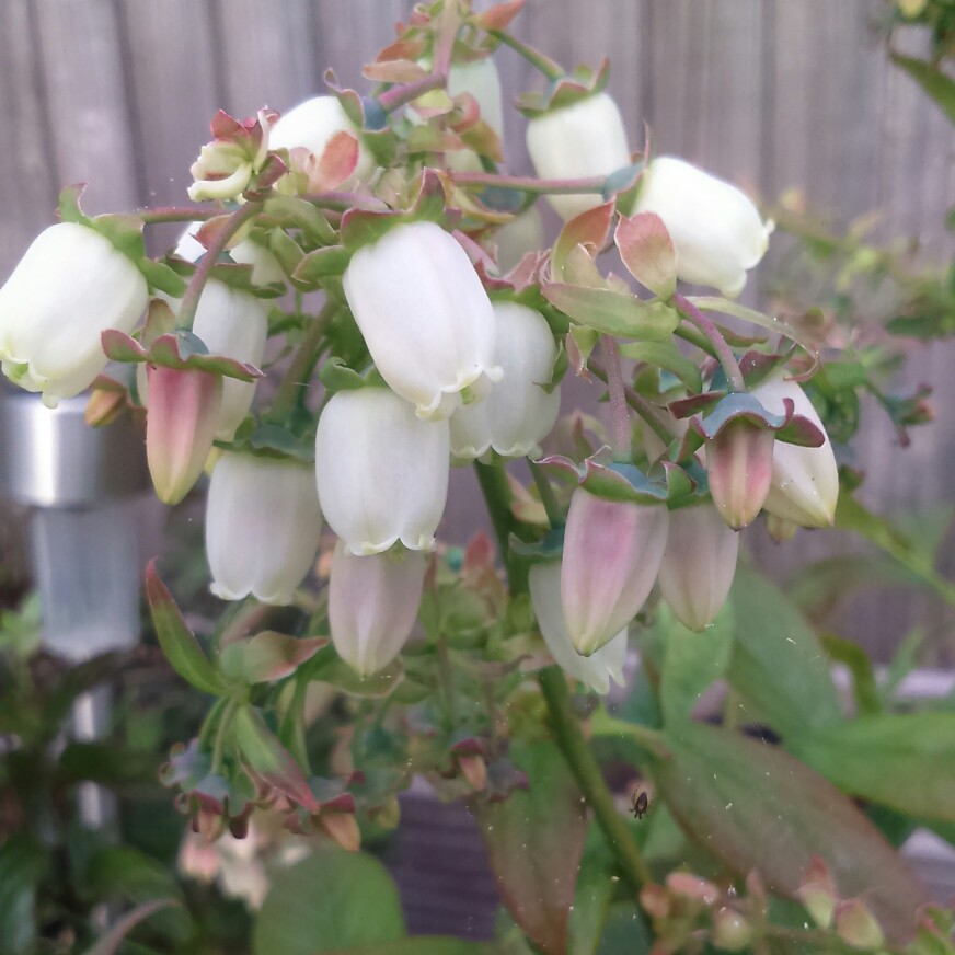 plant image 63550