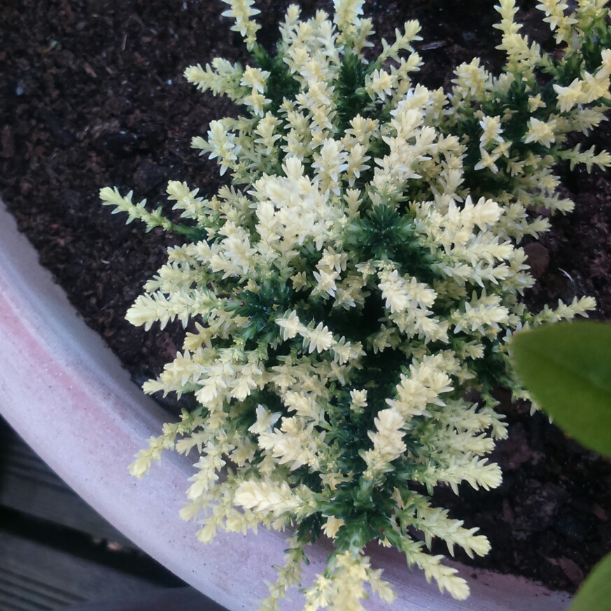 plant image 63551