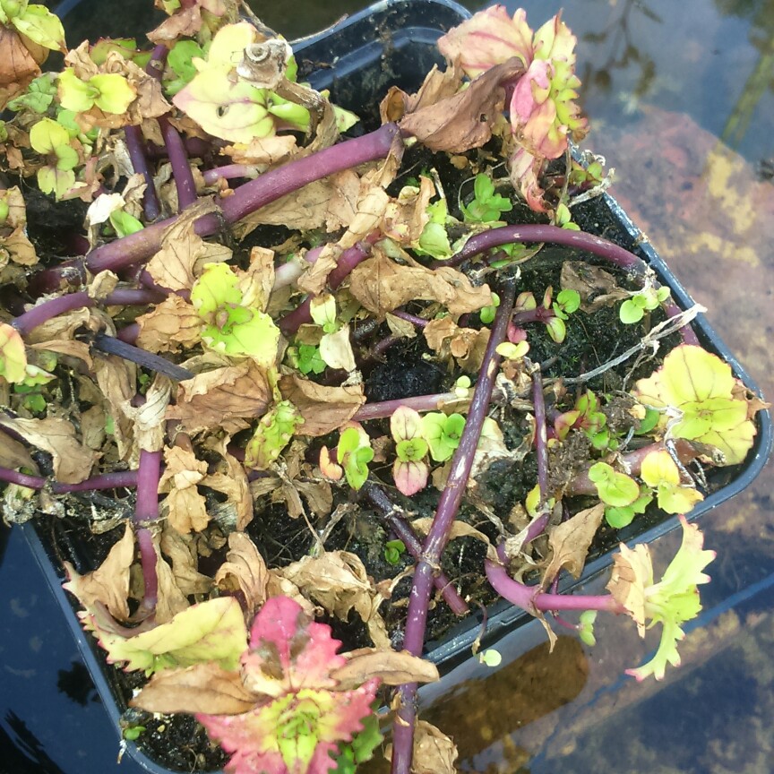 plant image 69164