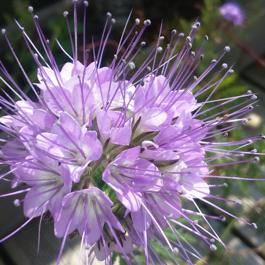 plant image 71153