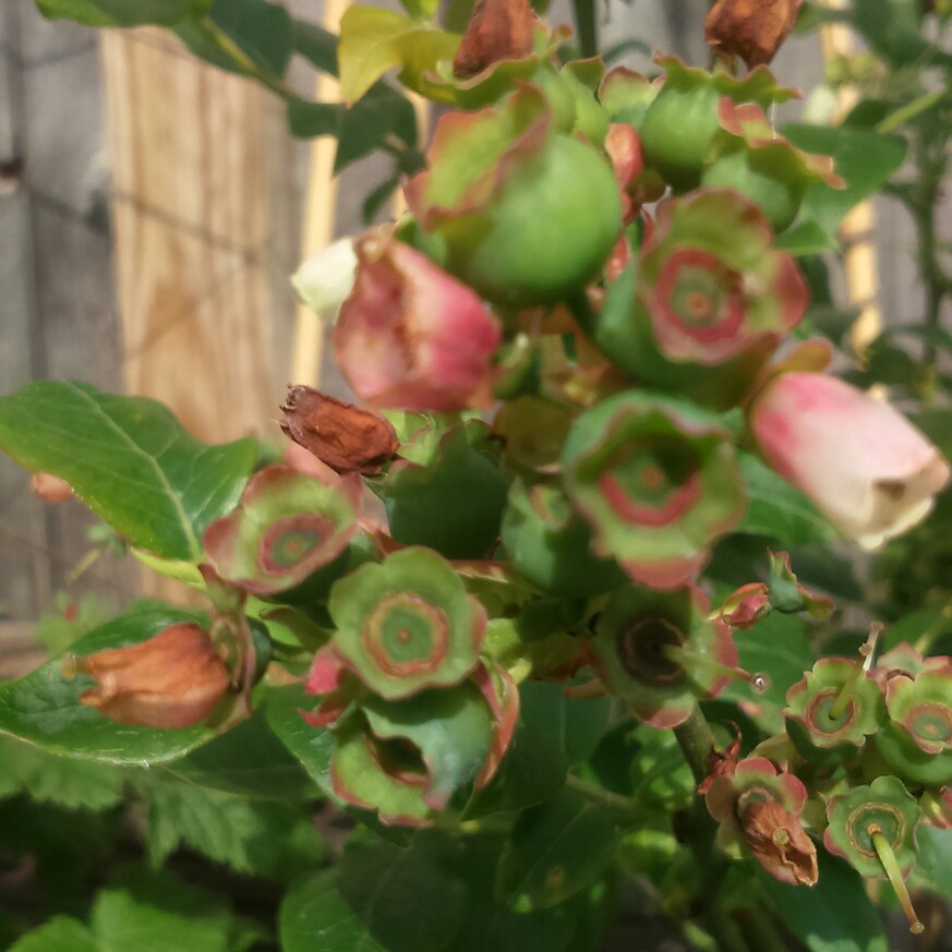 plant image 87542 plant image 87542