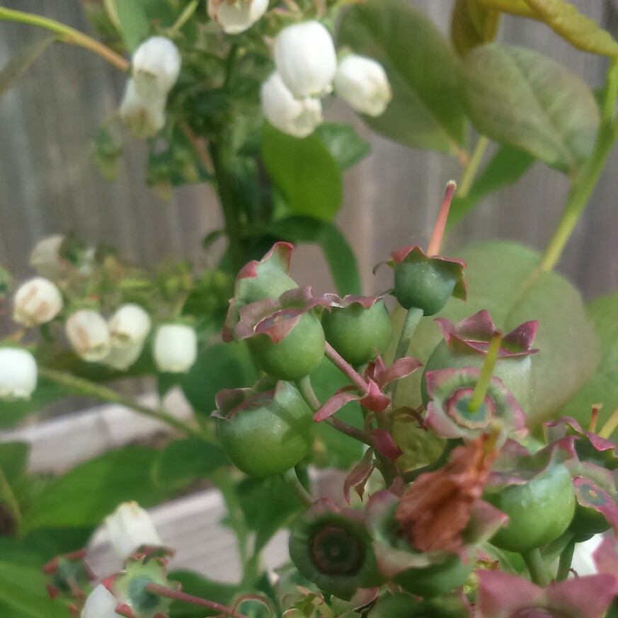 plant image 87548