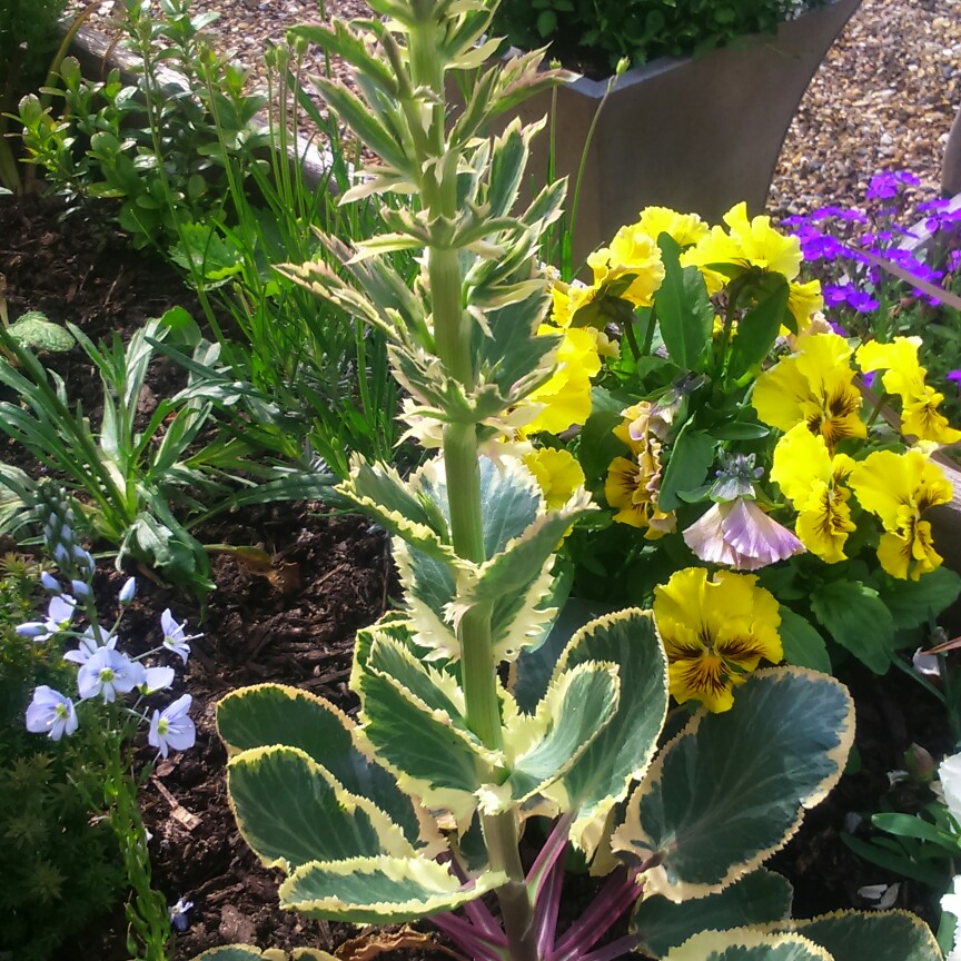 plant image 87553 plant image 87553