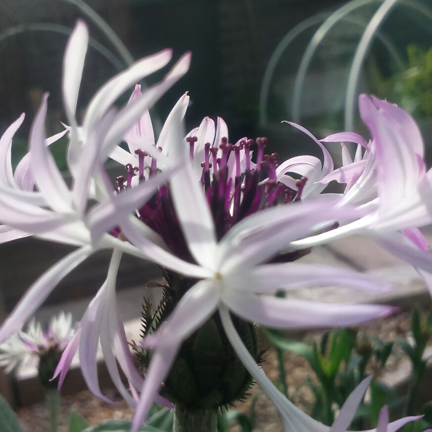 plant image 87554 plant image 87554