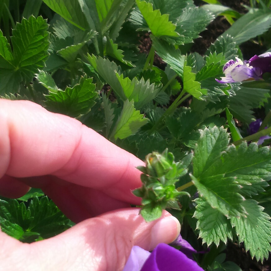 plant image 87645