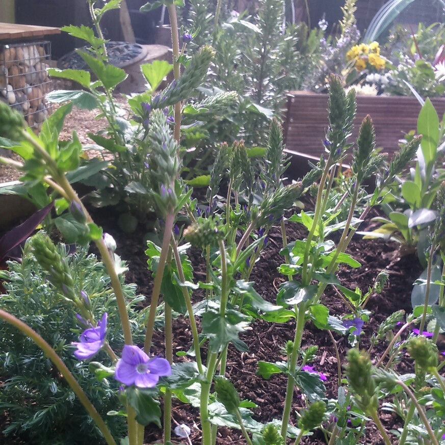 plant image 87648