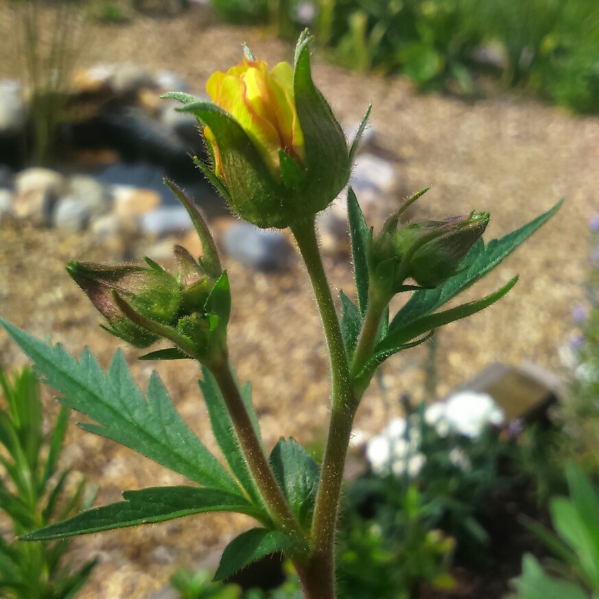 plant image 87650 plant image 87650