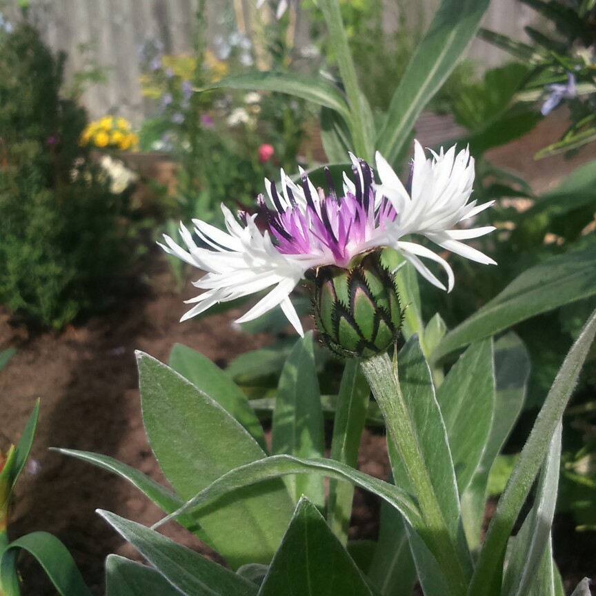 plant image 87654 plant image 87654
