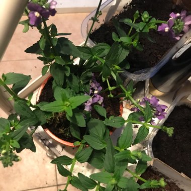 Nemesia 'Blue Lagoon'