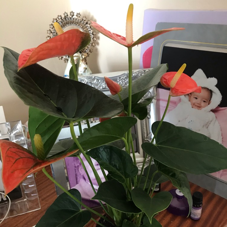 Plant image Anthurium 'Prince of Orange'