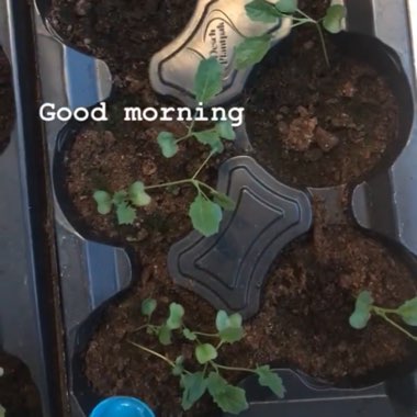 Kale