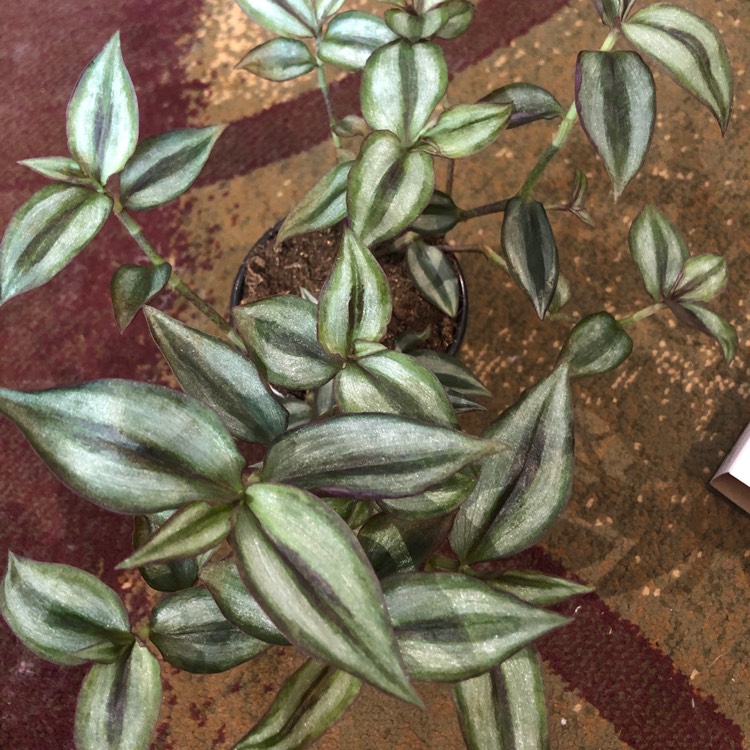 plant image 1326182 plant image 1326182