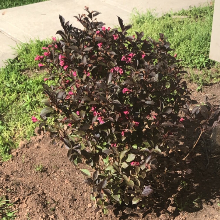 plant image 1328060