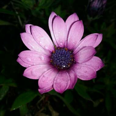 Common daisy