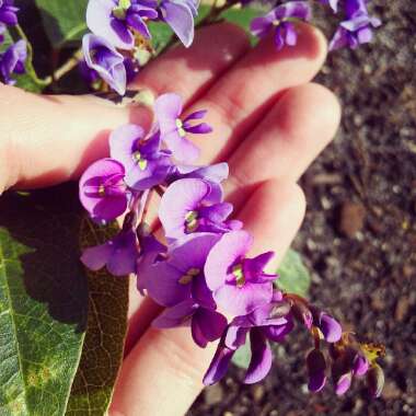 Coral Pea 'Purple'