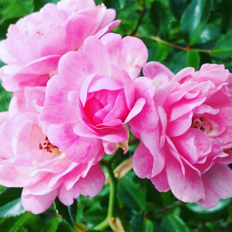 plant image 33023