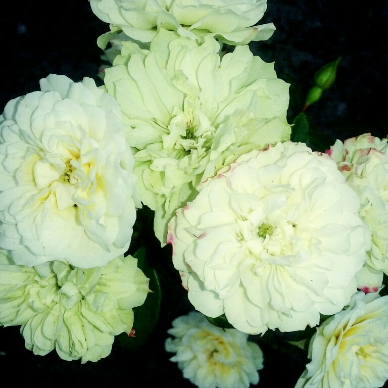 plant image 33033