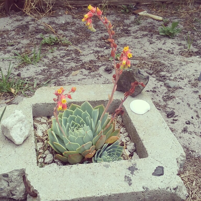 Echeveria Secunda