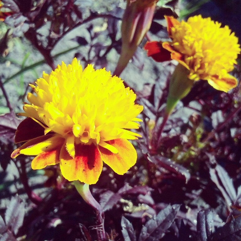 plant image 34753