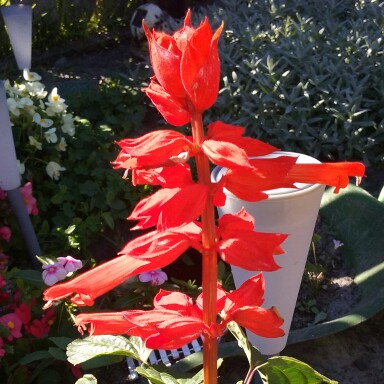 Balkan Clary Sage 'Caradonna'