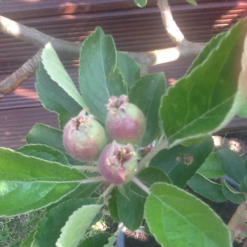 plant image 105936