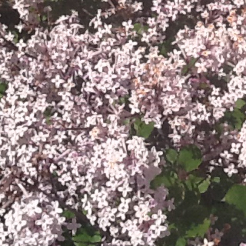 Janice's garden