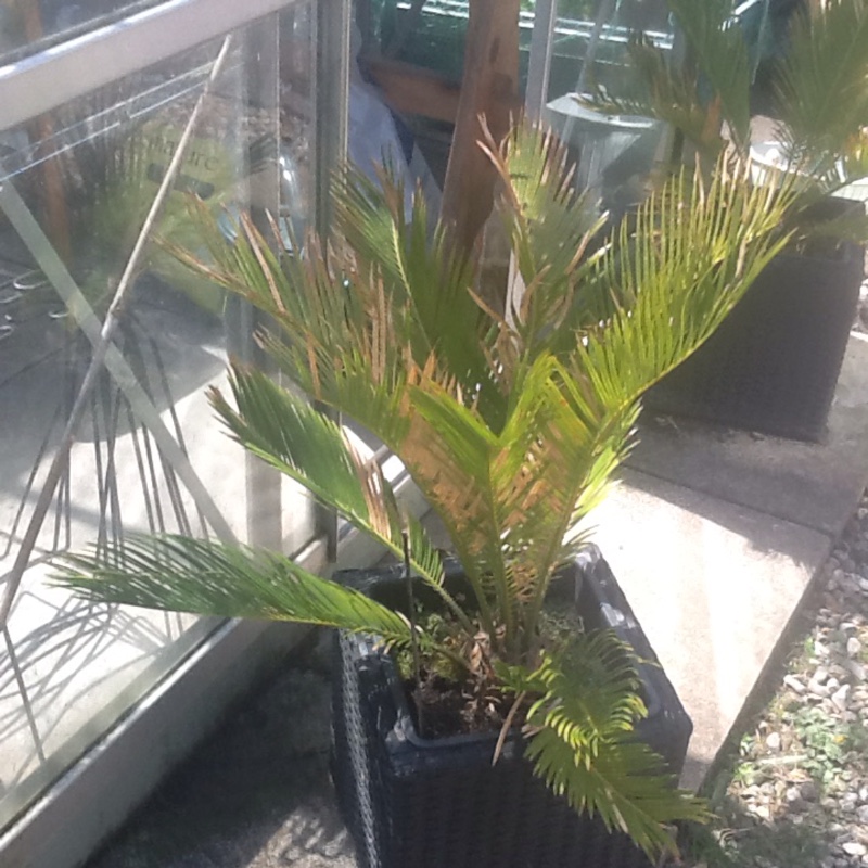 plant image 98137