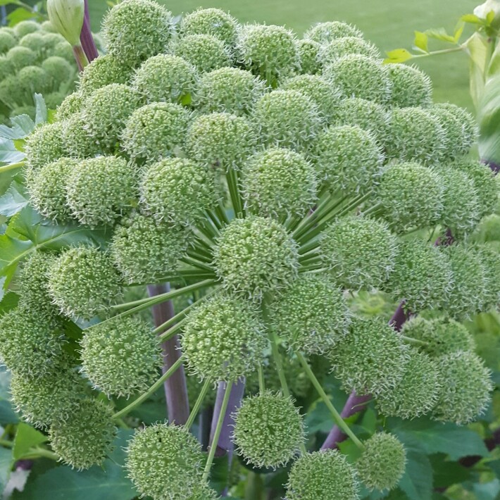 Plant image Angelica archangelica; syn Angelica officinalis