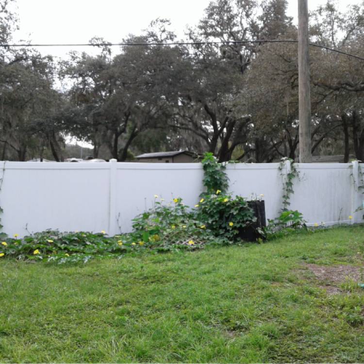 plant image 554514