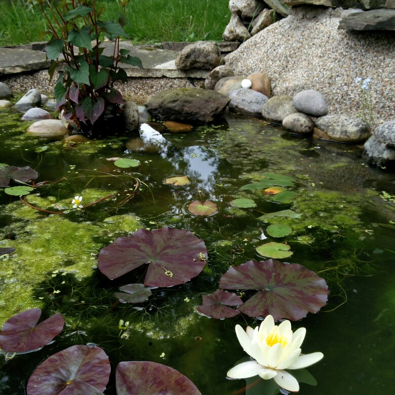 Rowan's garden