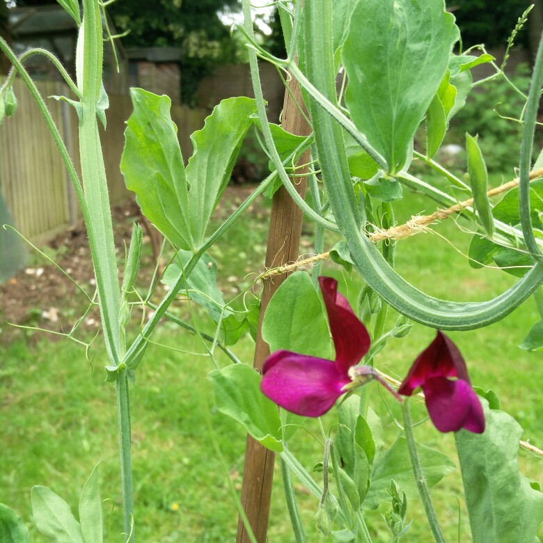 Sweet Pea 'Black Knight'