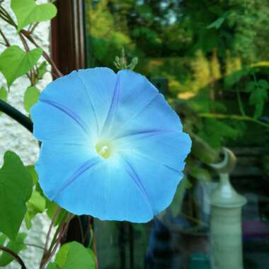 Morning Glory 'Heavenly Blue'