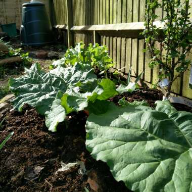 Rhubarb 'Red Champagne'