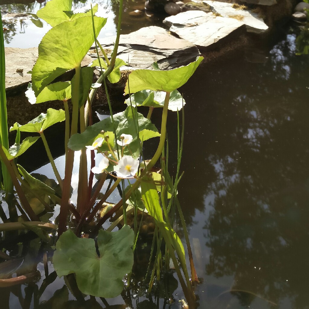 Plant image Sagittaria Graminea