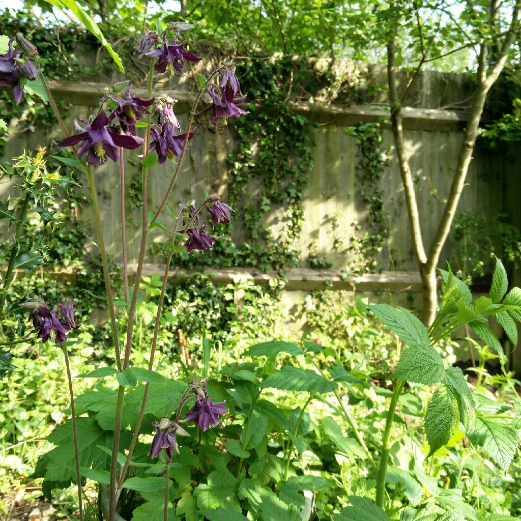Rowan's garden