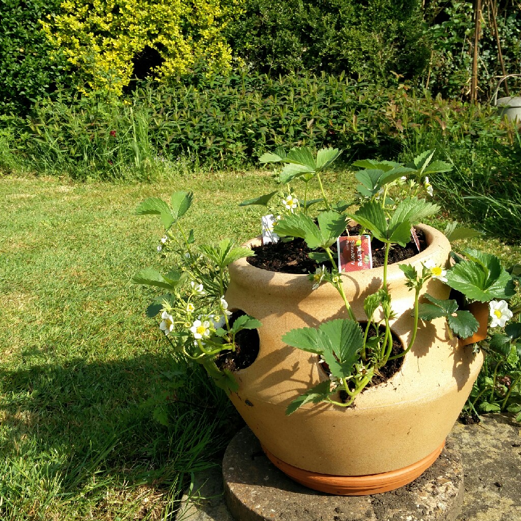Strawberry 'Cambridge Favourite'