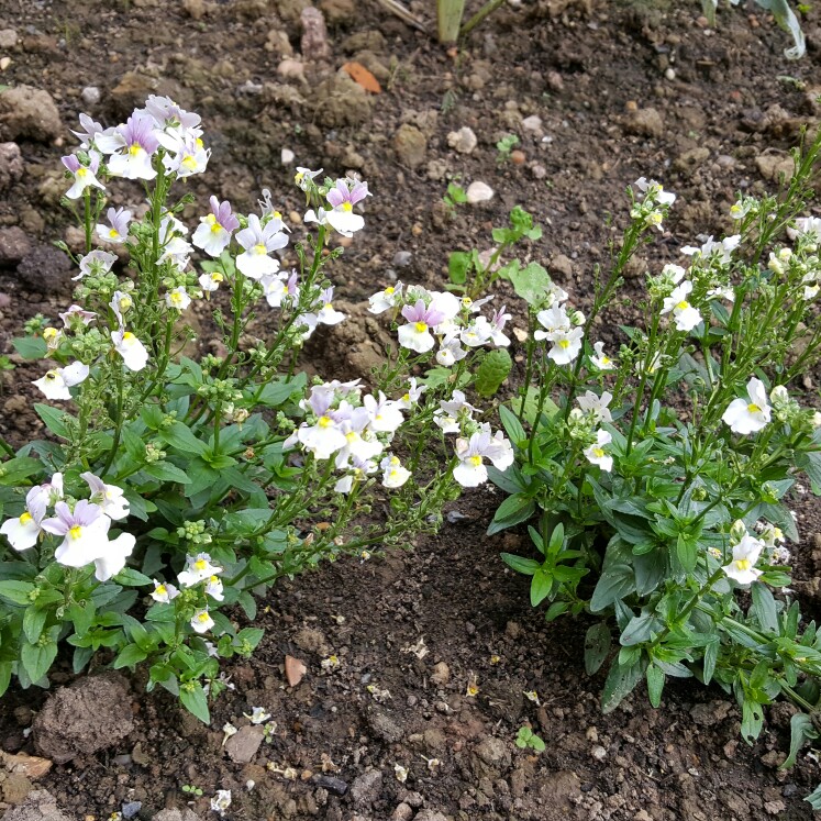 Plant image Nemesia 'Vanilla Lady'