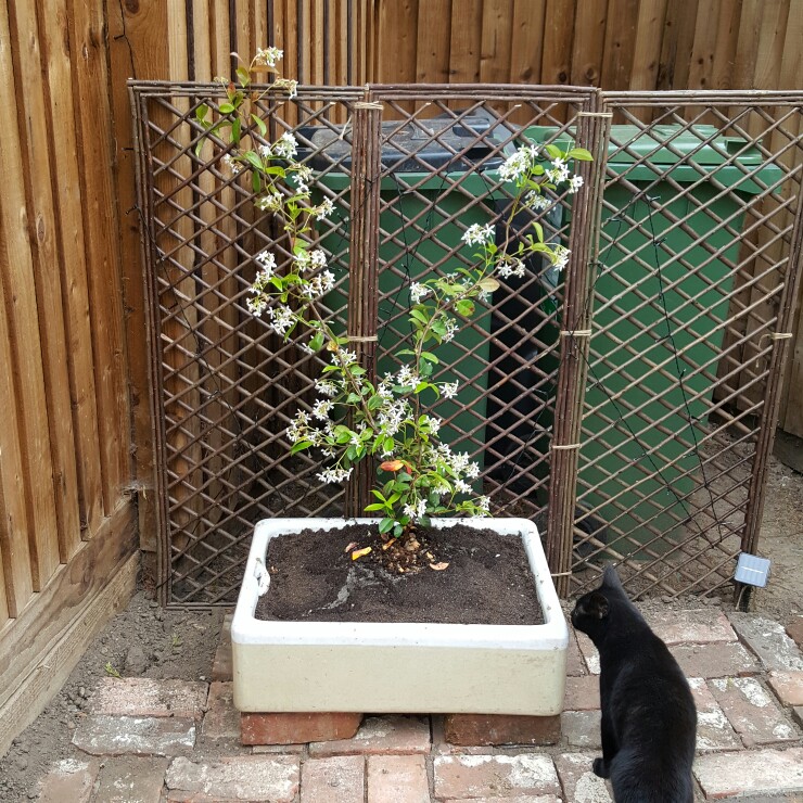 plant image 153469