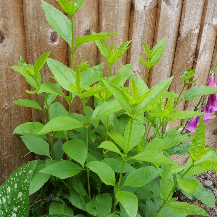 plant image 159664
