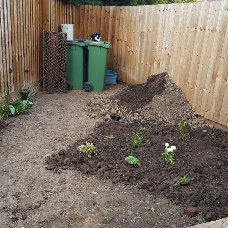Rose's garden