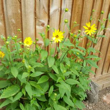 False Sunflower