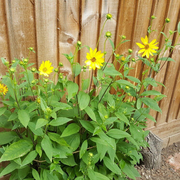 Plant image Heliopsis