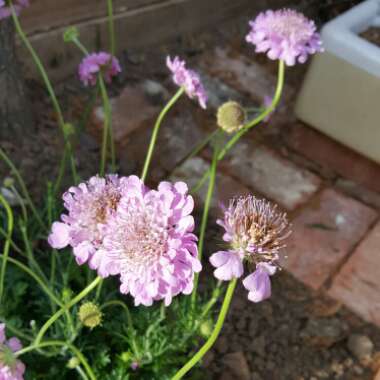 Rose's garden