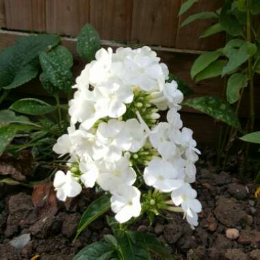 Phlox 'Ice Cap'