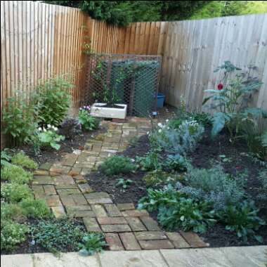 Rose's garden